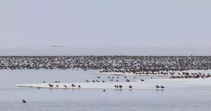 Lake in Heilongjiang attracts flocks of returning migratory birds