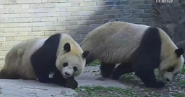 Footage captures hilarious panda playtime