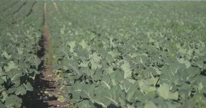 Rising energy, fertilizer costs hit Italian farmers