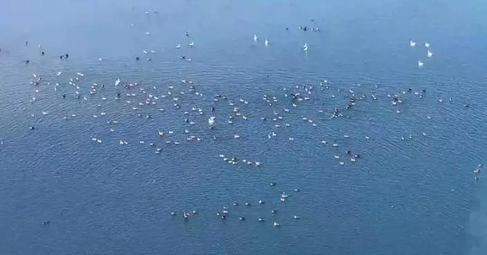 Spring migration brings avian spectacle to China’s lakes
