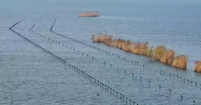Migrating wild cormorants form military-like rows during stopover at Chinese lake
