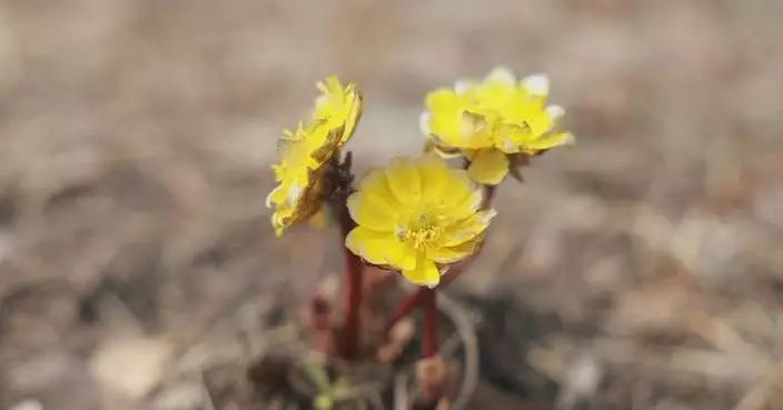 Marigold flowers add spring vitality to colder northeast China region