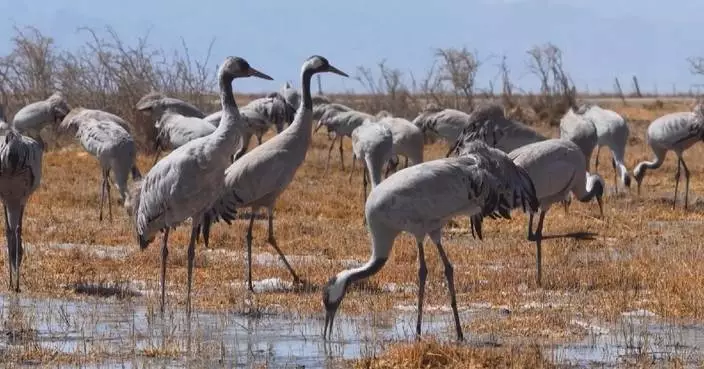 Thousands of grey cranes flock to Qinghai wetland on migration north