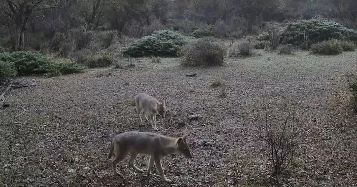 Wild golden jackals caught on camera in Xinjiang
