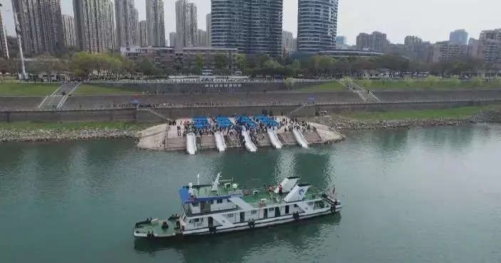 550,000 Chinese sturgeons released into Yangtze River