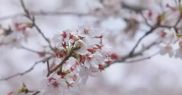 Spring blossoms help boost tourism revenue in China