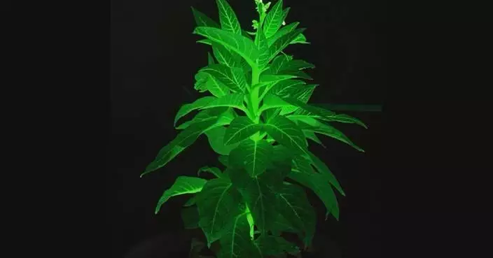 Genetic engineering creates luminescent plants, bringing “Avatar” world closer to reality