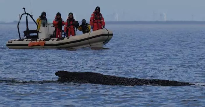 Humpback whale freed by rescuers in Baltic Sea has become stranded again