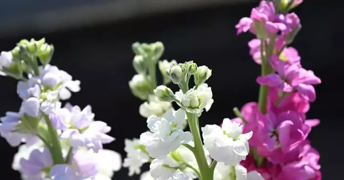 Hong Kong Flower Show's Portrait Photo Shooting Activity are now Open for Enrolment