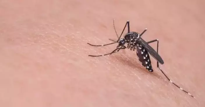 Mosquito Index Drops to Record Low, FEHD Intensifies Prevention Efforts