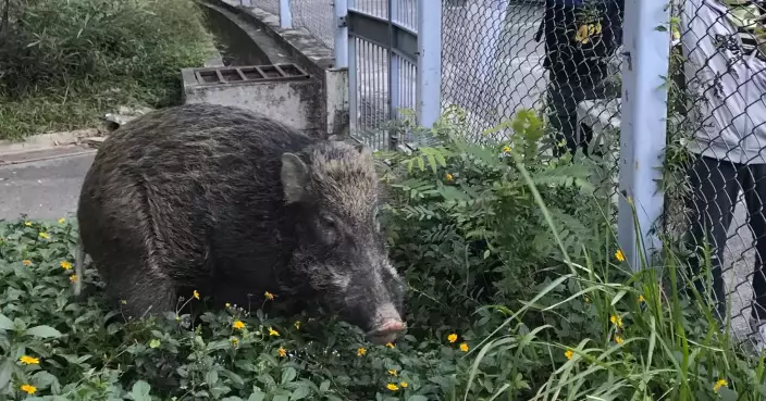 AFCD Captures Wild Pigs in Wong Tai Sin to Enhance Public Safety and Control Population