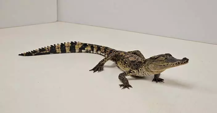 AFCD Seizes 14 Endangered Reptiles in Kwai Chung Operation Amidst Illegal Possession Allegations