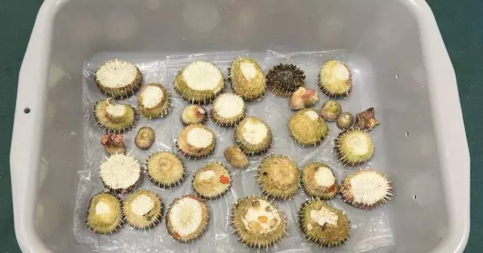 Hong Kong Customs Seizes 31 Endangered Corals Worth $3,100 from Elderly Passenger