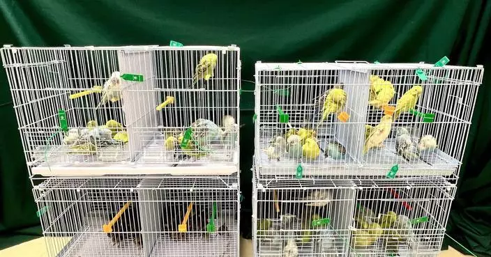 Hong Kong Customs Seizes 111 Live Birds in Illegal Import Case at Lo Wu Control Point