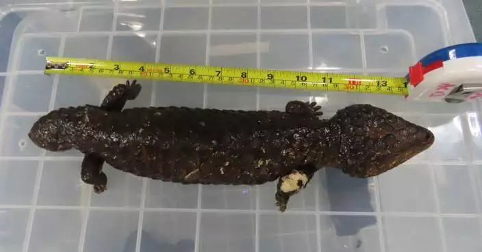 Hong Kong Customs Seizes $600K Worth of Endangered Lizards and Snakes at Airport