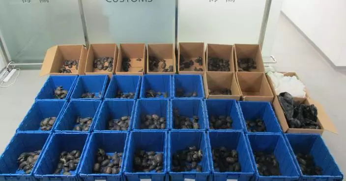 Customs Seize 986 Live Turtles in Hong Kong Smuggling Bust, Arrest Two Drivers