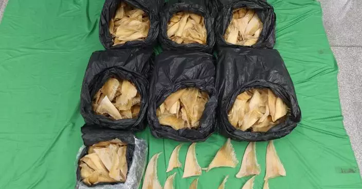 Hong Kong Customs Seizes 52kg of Endangered Shark Fins at Airport, Arrests Female Passenger.