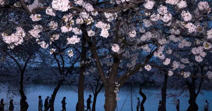 Washington’s cherry blossoms hit peak bloom, sending a fleeting burst of pink across the capital
