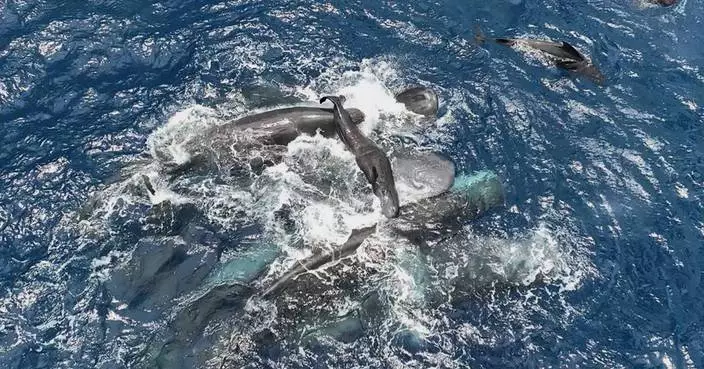 Scientists captured female sperm whales on video working together during a birth to protect the calf
