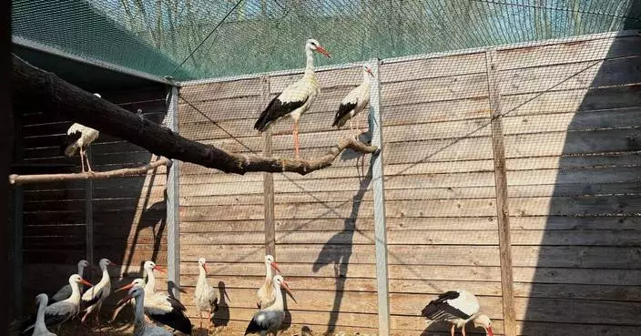Emergency room for injured wild birds opens at Warsaw Zoo in Poland