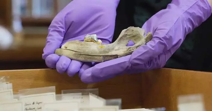 New studies of old dogs help scientists understand where they came from