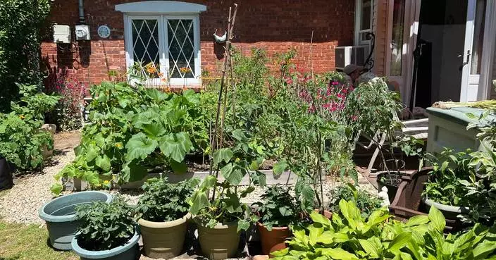 Nobody said vegetable gardens must be in the backyard. Put them out front if it's sunny