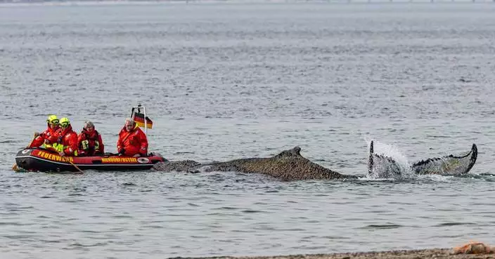 Rescuers try to refloat a stranded humpback whale in Germany’s Baltic Sea