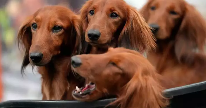 French bulldog frenzy may be cooling in US, but dachshunds are riding high