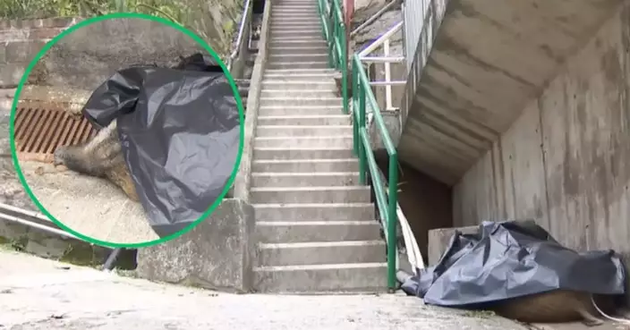 Wild Boar Dies in Fall After Attacking Hiker in Tseung Kwan O