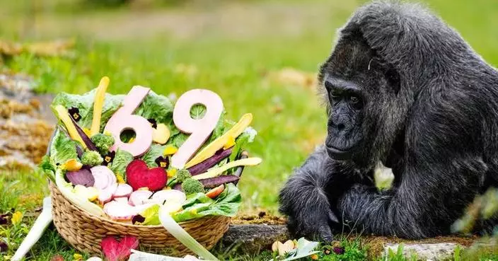 Happy 69th birthday to Fatou, the world’s oldest gorilla living in captivity