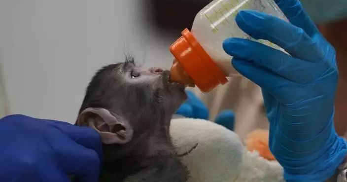 A monkey in Mexico, elections in Peru and other top photos from Latin America and the Caribbean