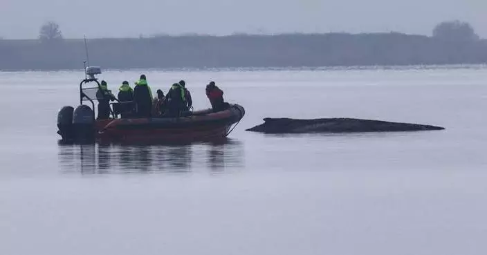 Rescuers give up hope for the humpback whale stranded in the Baltic Sea