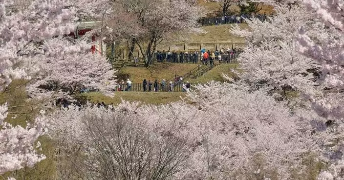 Japanese town sours on the crowds coming to see cherry blossoms and Mount Fuji