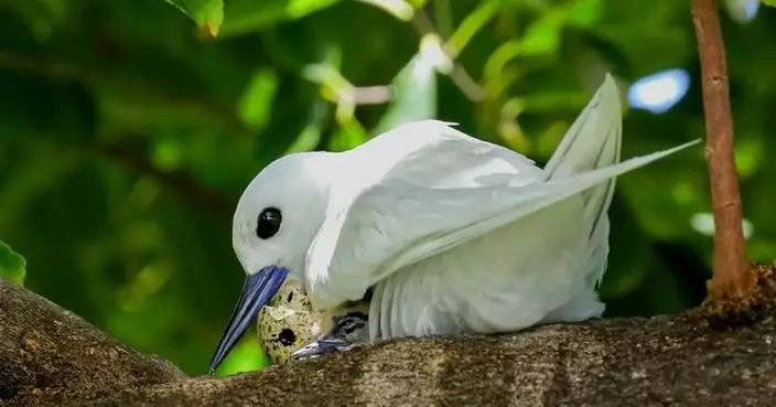 How a seabird native to Hawaii has adapted to life in Honolulu’s concrete jungle