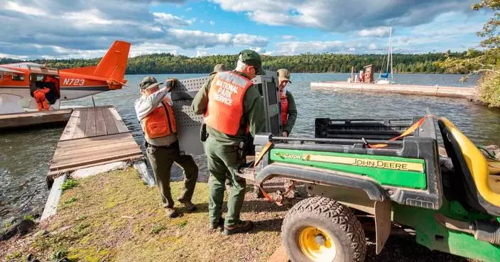 Researchers say remote Lake Superior island’s wolves are thriving as packs prey on moose