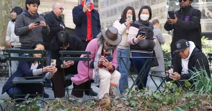 New Yorkers flock to Manhattan park for lovable woodcocks’ bobbing strut