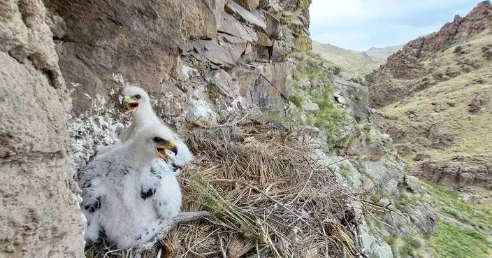 Avangrid-supported Research at Boise State University Yields Promising Treatments to Save Golden Eagles