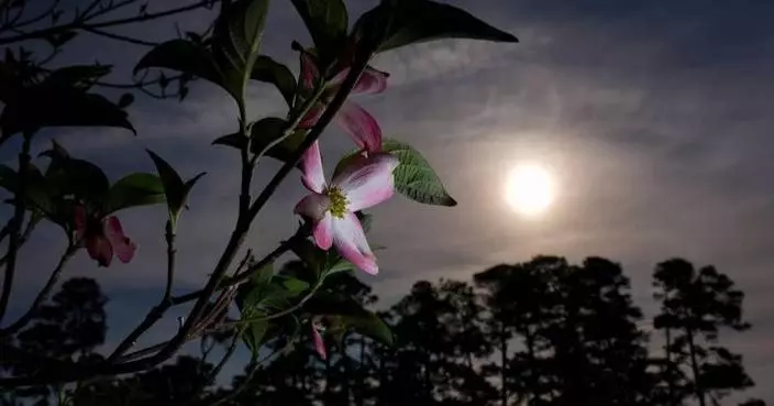Masters in bloom: More than azaleas and dogwood make up golf’s most beautiful garden