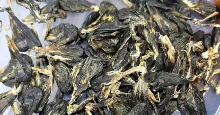 Vietnamese man pleads guilty to possessing protected python parts in Malaysia