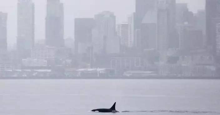 Orcas never seen before in Seattle delight whale watchers with a visit