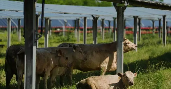 Solar ranch in Tennessee aims to prove grazing cattle under the panels is a farmland win-win