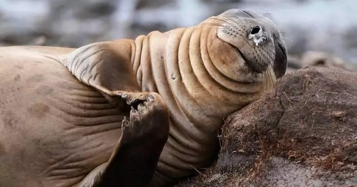 The top photos of the day by AP’s photojournalists