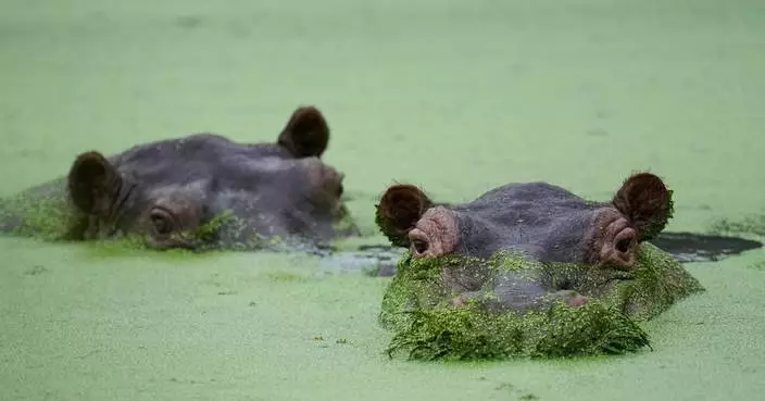 Colombians are divided over the fate of hippos linked to Pablo Escobar