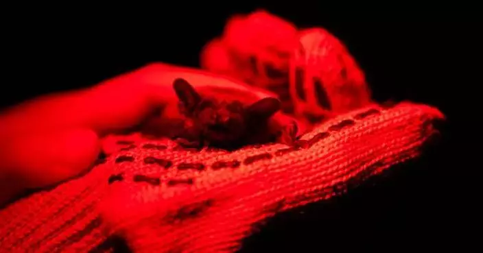 After harsh winter, Ukrainians find joy in releasing bats rescued from war