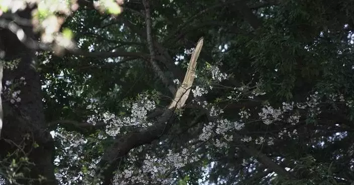 Collapse of Tokyo’s aging cherry blossom trees during viewing season raises safety concerns