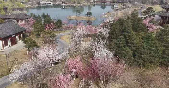 Sprig blossoms in north China's Xiong'an New Area reflect ecological conservation progress