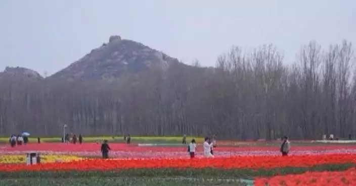 Vibrant tulip fields in full bloom in central China's Henan