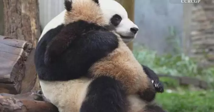 Giant pandas spend quality family time with cubs