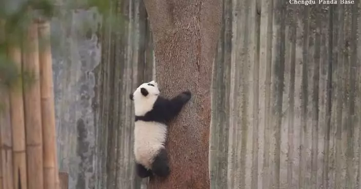 Giant panda cub explores surroundings during playtime