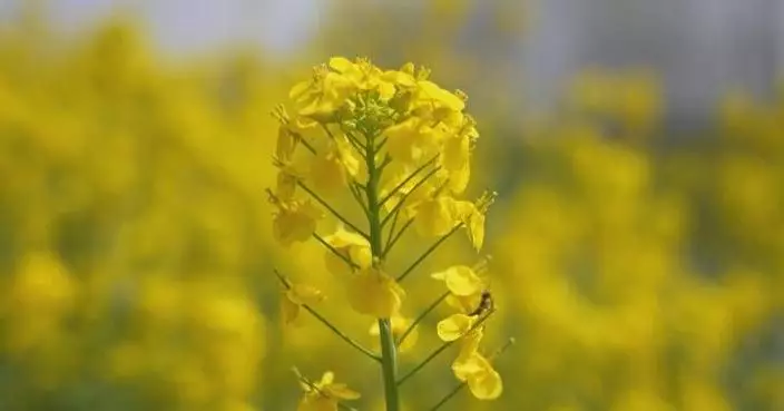 Spring flowers in full bloom across China